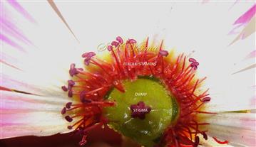  Pistil and Stamens